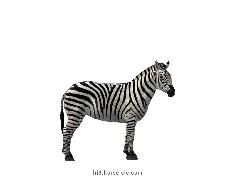 Plains Zebra White Striped5 Coat